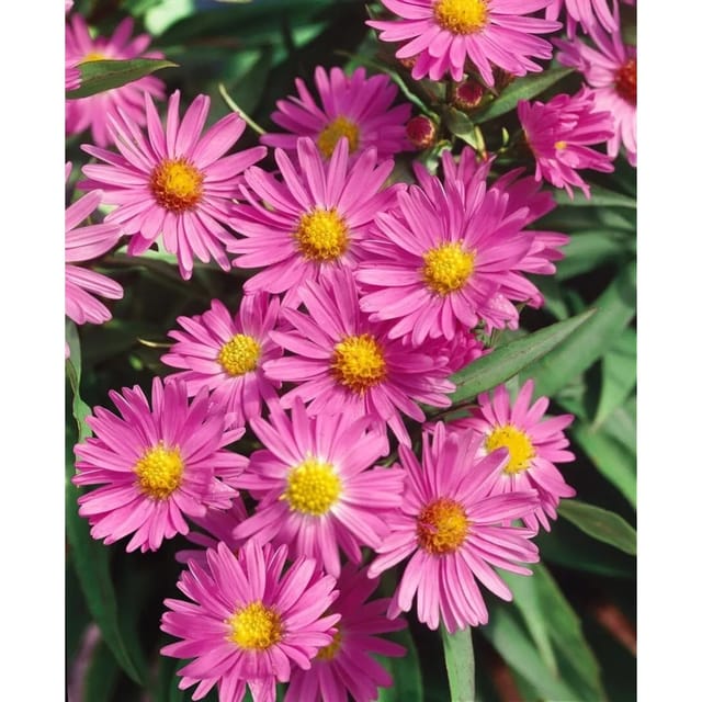 Aster Novi-belgii Terry's Pride Glattblattaster Ca. 9x9 cm Topf
