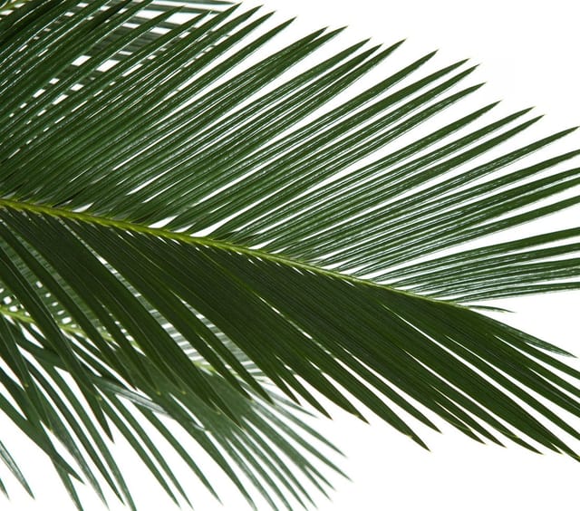 Dehner Zimmerpflanze Sagopalmfarn, Cycas revoluta, Urpflanze, Palmfarn mit großen, farnähnlichen, jedoch festen Blattwedeln