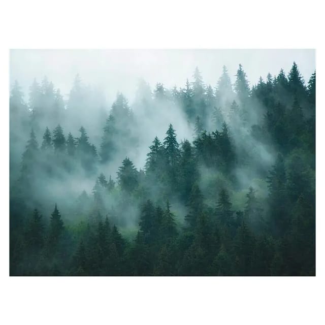 A.S. Création The Wall 3 Fototapete Dunkle Waldlandschaft im Nebel (B x H: 371 x 280 cm, Vlies)