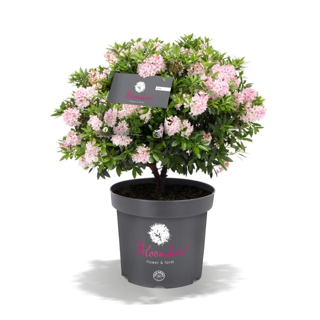 Rhododendron Bloombux® (Bloombux®, Blütenfarbe: Hellrosa)