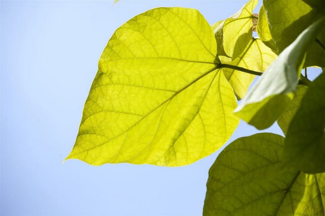 Catalpa Bignonioides Trompetenbaum 40–60 cm Ca. 12 cm Topf