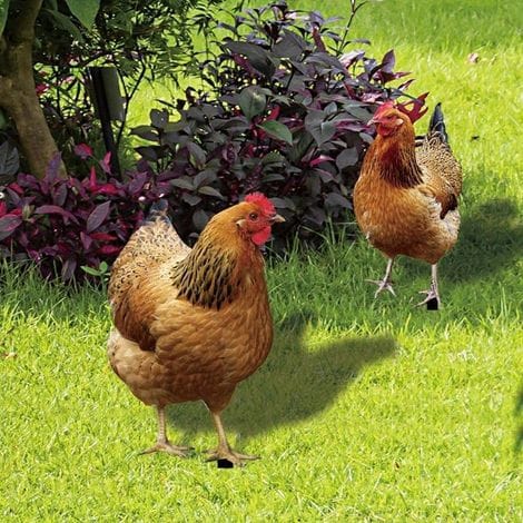 Set Mit 2 Acryl-gartensteckern – Realistische Hahnen-dekoration Für Den Außenbereich – Wetterfest – Ideal Für Terrassen Und Rasenflächen
