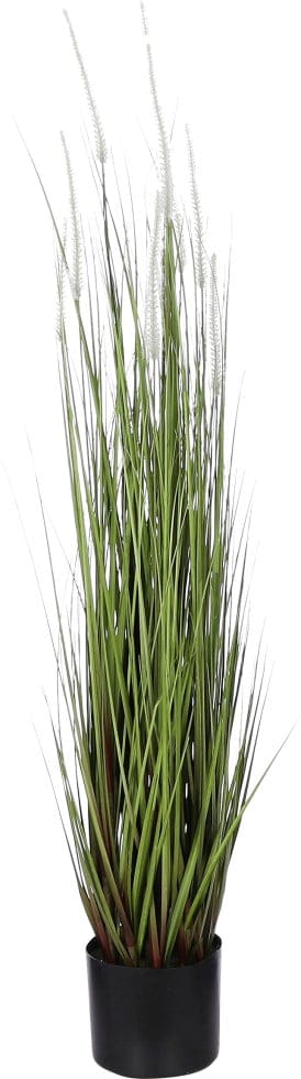 Mica Dogtail Gras grün in Topf 115 x 35 cm