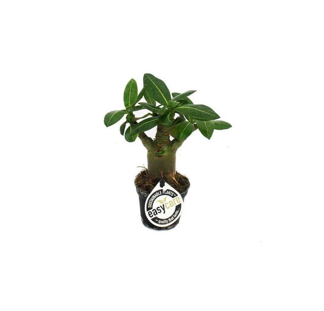 Exotenherz Miniwüstenrose Adenium Obesum Überraschungsfarbe