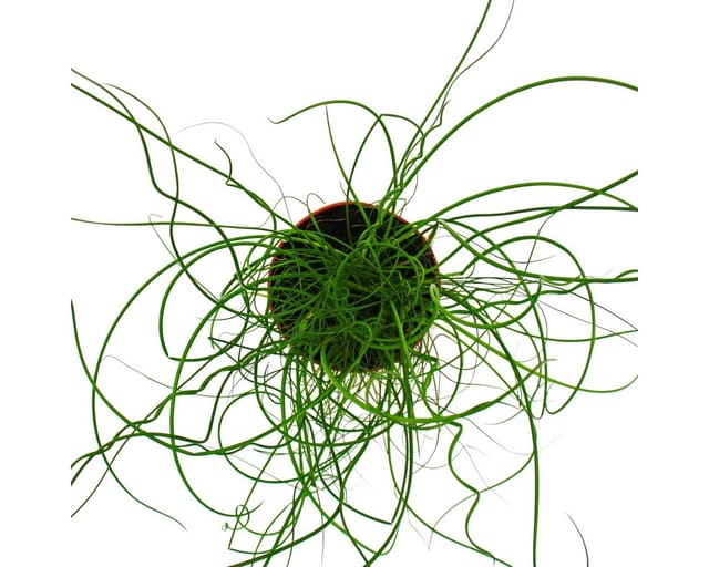Exotenherz Liebeslocke Juncus Effusus Spiralis Korkenzieherbinse 12cm