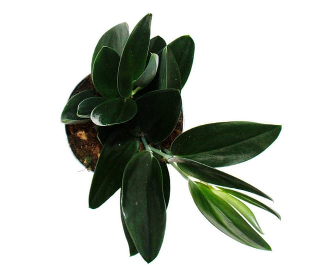 Exotenherz Scindapsus Treubii Dark Form Schwarze Efeutute 12cm Topf