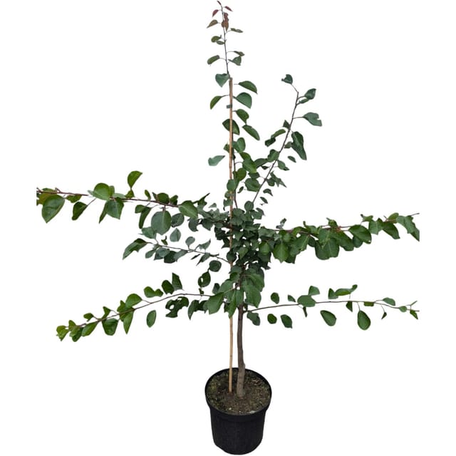 Aprkose Early Orange 100 - 120 cm Prunus armeniaca