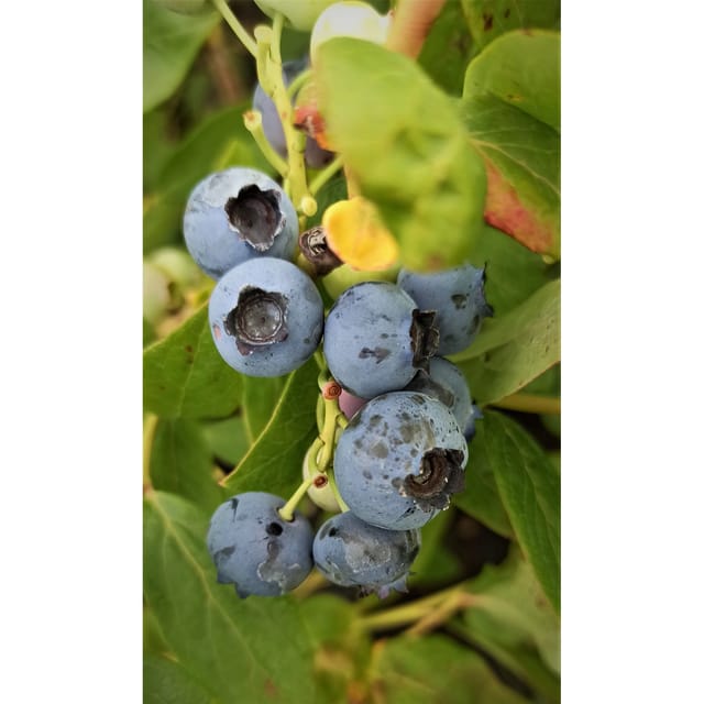 Heidelbeere Chandler 30 - 40 cm Vaccinium corymbosum