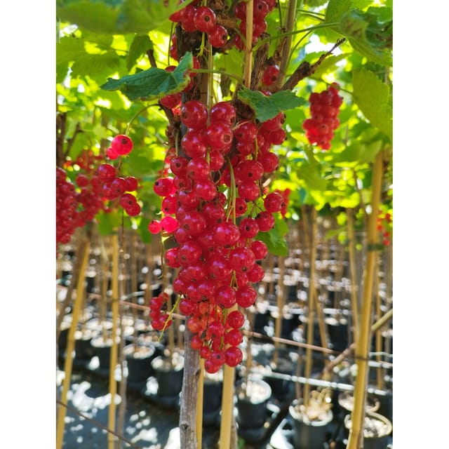 Johannisbeere Rovada 40 - 60 cm Ribes rubrum