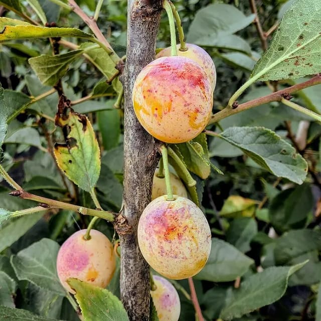Mirabelle Nancy Mirabelle 100 - 120 cm Prunus domestica
