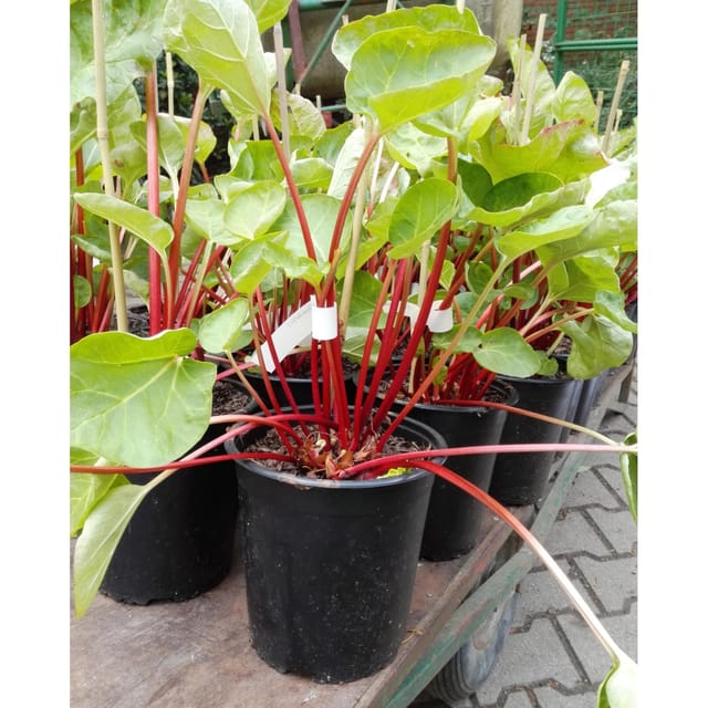 Rhabarber Canada Red