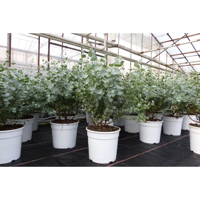 2 Stück Eucalyptus Gunni Gunnii Busch Kugel Eukalyptusbaum, Höhe 35 - 40 cm Pflanze winterhart