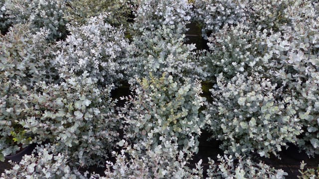 Eucalyptus Gunni Gunnii Busch Kugel Eukalyptusbaum, Höhe 35 - 40cm Pflanze winterhart