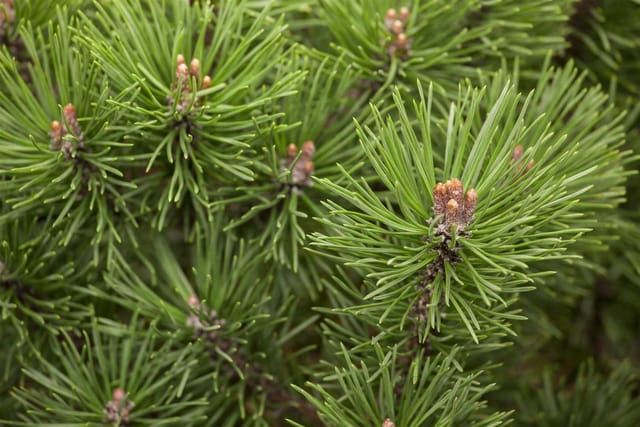 Pinus Mugo Mops Bergkiefer Kompakt Ca. 9x9 cm Topf
