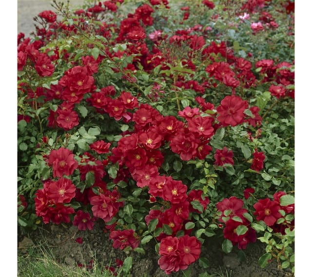 Pflanzen für Dich Rose Rosa 'The Fairy rot'