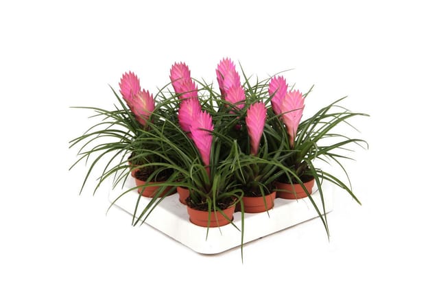 Exotenherz Zimmerpflanze Tillandsia "Cyanea" - blühende Luftnelke - 7cm Topf - 15cm hoch