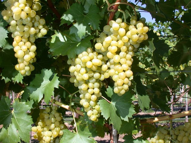 Vitis Vinifera Phönix Weinrebe 100–150 cm