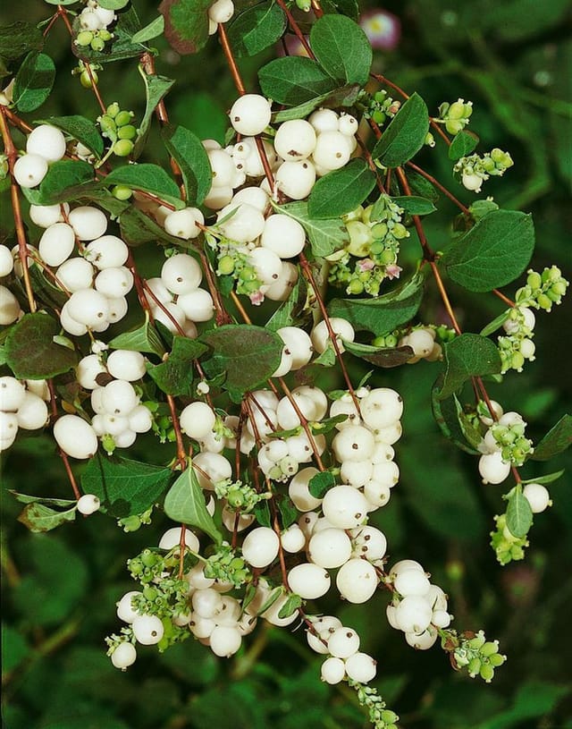 Symphoricarpos albus,aevigatus 60-100 cm