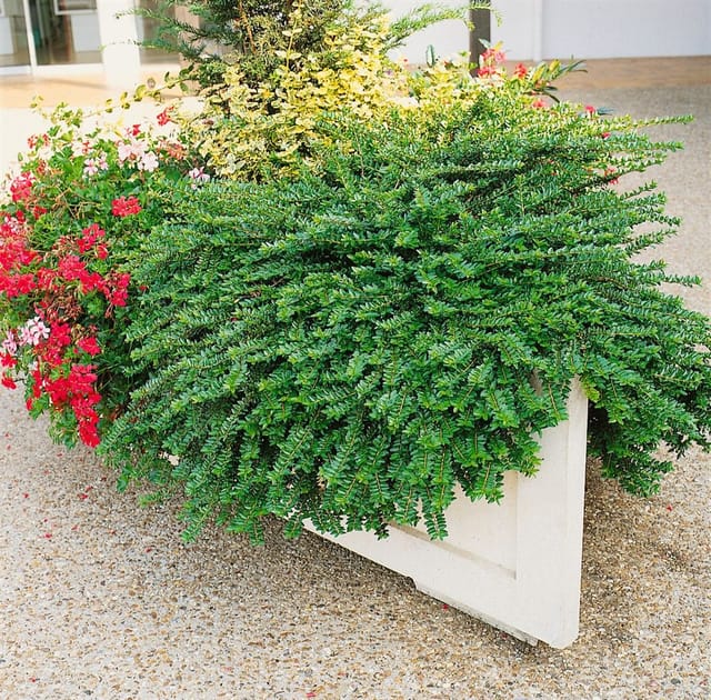 Lonicera pileata 30-40 cm