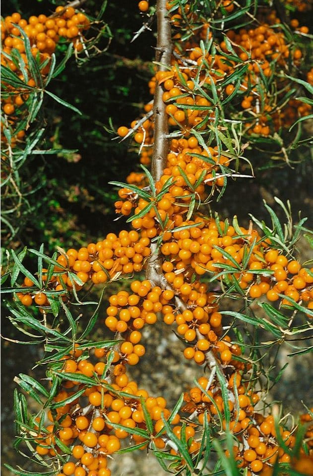Hippophae Rhamnoides Friesdorfer Orange Sanddorn Orange 40–60 Cm