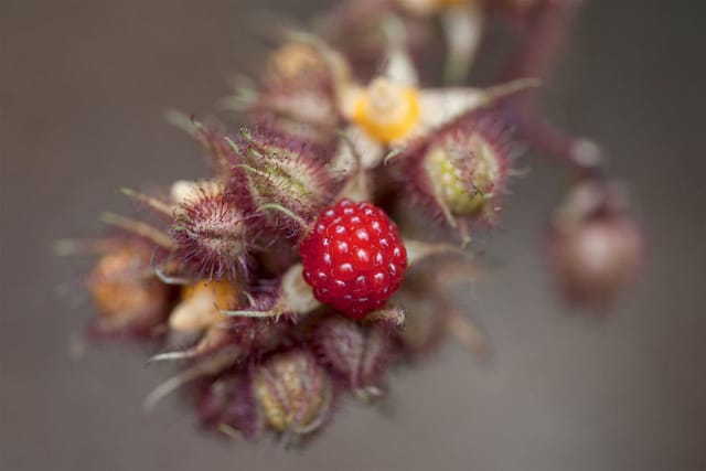 Rubus Phoenicolasius Japanische Weinbeere 30–40 Cm