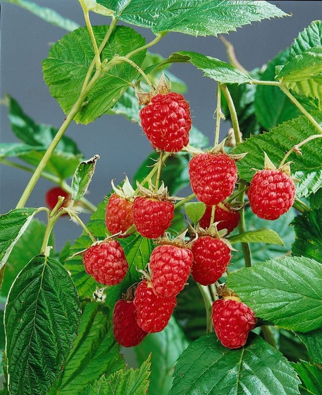 Rubus Idaeus Willamette Himbeere Rot 30–40 Cm