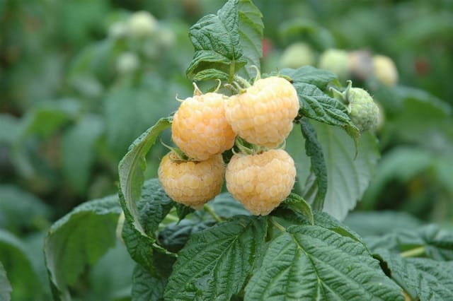 Rubus Idaeus Golden Everest Himbeere Gelbfruchtig 30–40 Cm