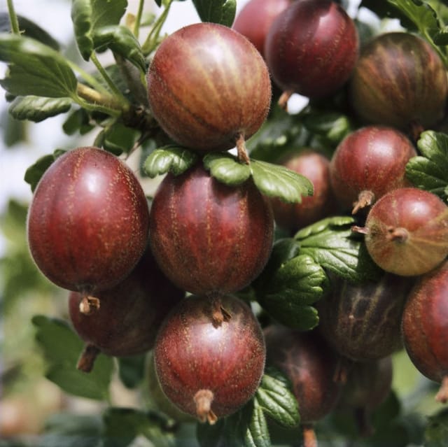 Ribes Uva-Crispa Captivator Stachelbeere 30–40 Cm