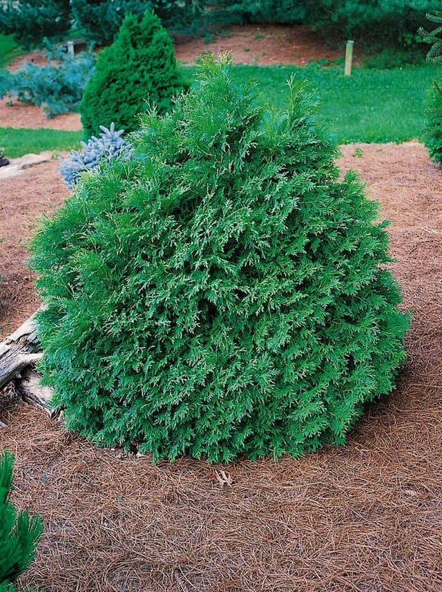 Thuja occidentalis 'Recurva Nana' 30-40 cm