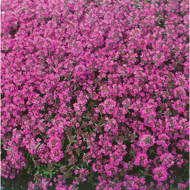 Thymus Praecox Red Carpet Teppich-Thymian Rotblühend Ca. 9x9 cm Topf