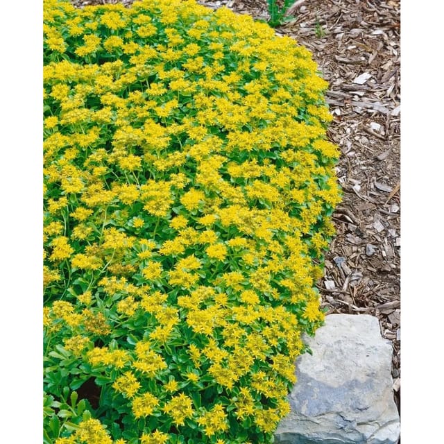 Sedum Kamtschaticum Var. Ellacombianum Gelb Ca. 9x9 cm Topf