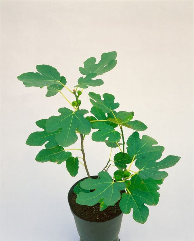 Ficus Carica Brown Turkey Echte Feige 40-60 cm