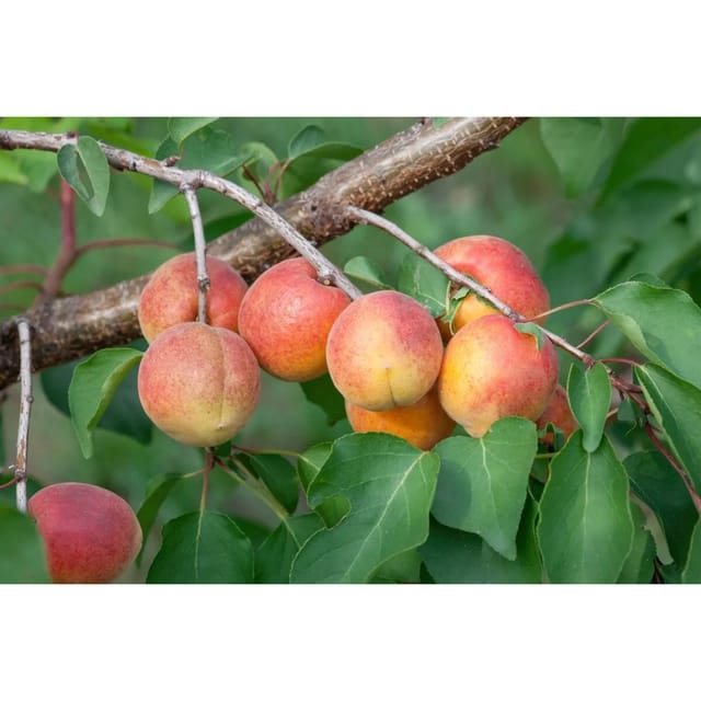 Prunus Armeniaca Ungarische Beste Aprikose CAC 150-200cm