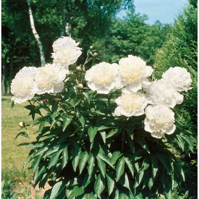 Paeonia Officinalis Pfingstrose Alba Plena 2-3 Liter Container