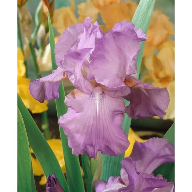 Iris X Barb.-Elat.'Amethyst Flame' Schwertlilie Ca. 11x11 cm Topf