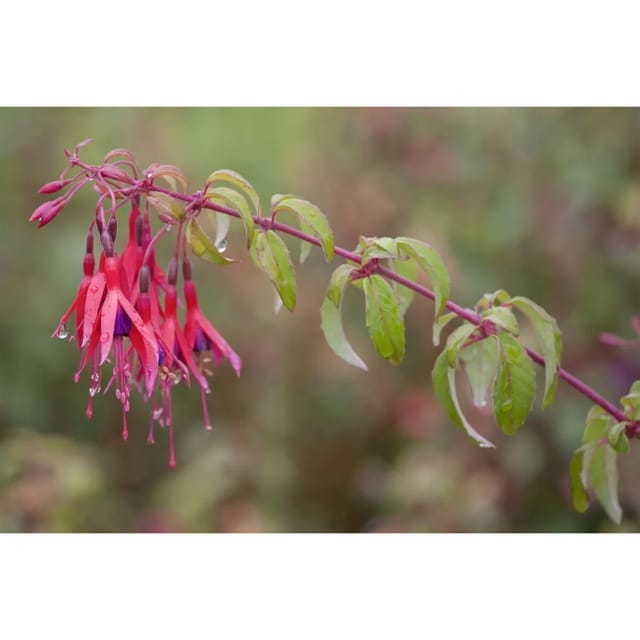 Fuchsia Magellanica Scharlachfuchsie Tom Thumb Ca. 11x11 cm Topf