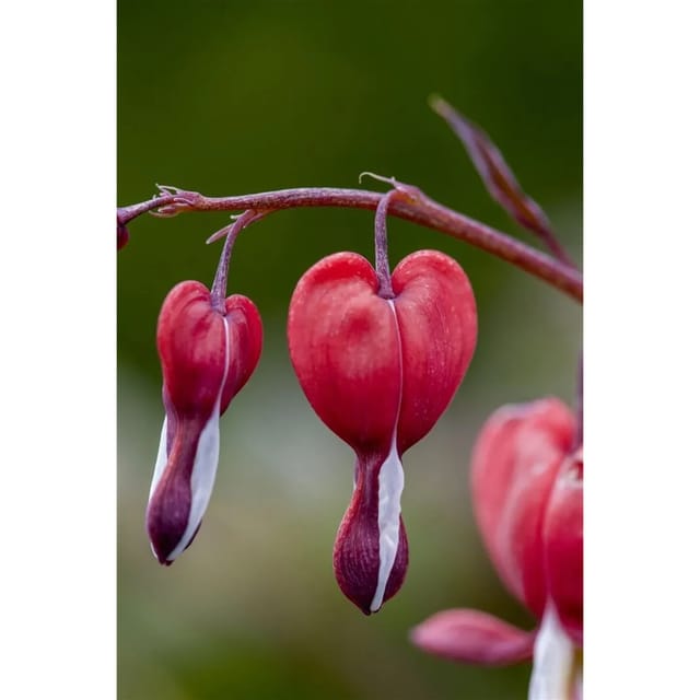 Dicentra Spectabilis Tränendes Herz Valentine R Ca 11x11 cm Topf