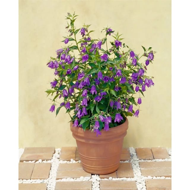 Campanula Punctata Marienglockenblume Ca. 11x11 cm Topf