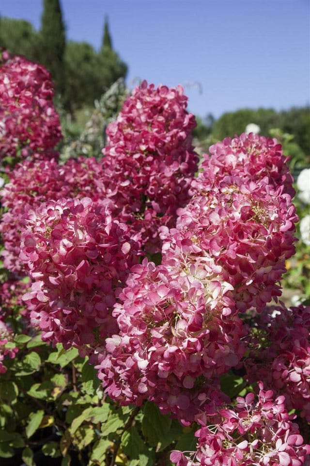Hydrangea Paniculata Rispenhortensie Diamond Rouge R 40-60 cm