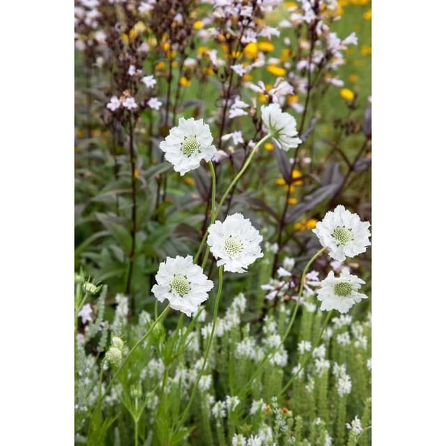 Scabiosa Caucasica Skabiose Miss E.willmott Ca. 9x9 cm Topf