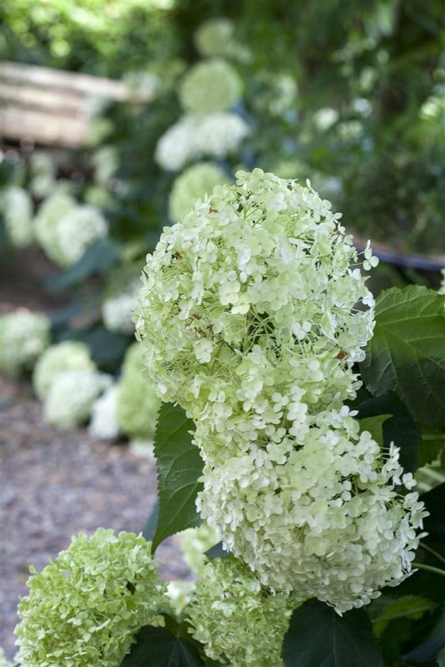 Hydrangea Arborescens Schneeballhortensie 60-80 cm