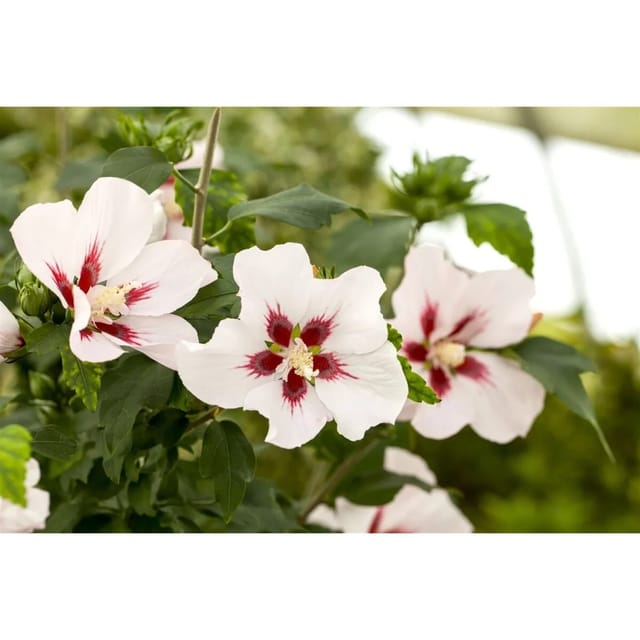 Hibiscus Syriacus Gartenhibiskus 40-60 cm