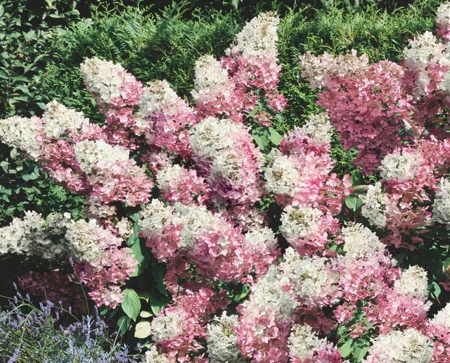 Hydrangea Paniculata Rispenhortensie Vanille-Fraise R 60-100 cm