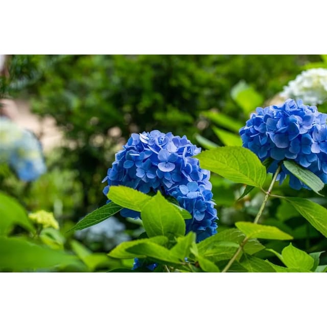 Hydrangea Mac. Bauernhortensie Belle Seduction 40-60 cm