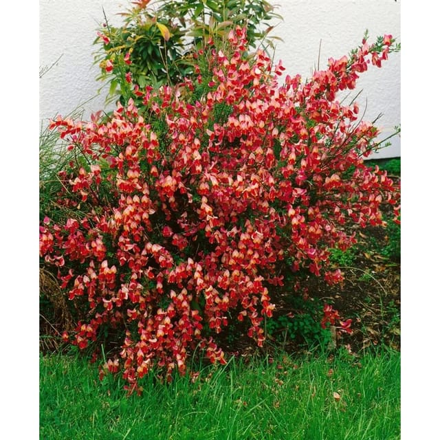 Cytisus Scoparius Besenginster La Coquette 40-60 cm