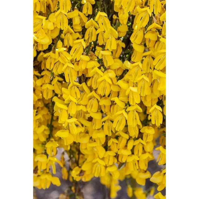 Cytisus Scoparius Besenginster Golden Sunlight 30-40 cm