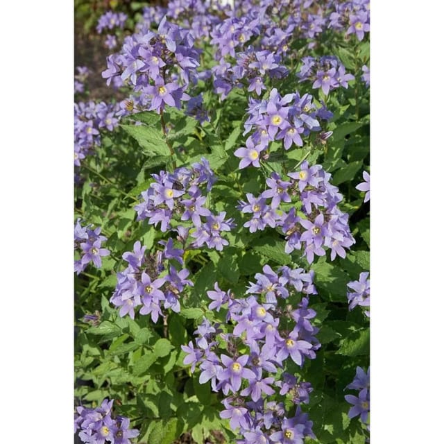 Campanula Lactiflora Pfirsichblättrige Glockenblume Ca. 9x9 cm Topf