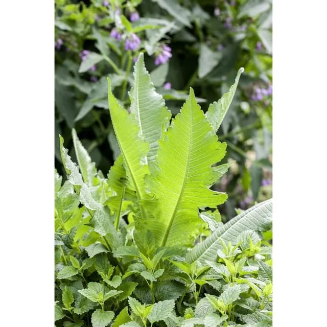Dipsacus Sativus Weberkarde Ca. 9x9 cm Topf