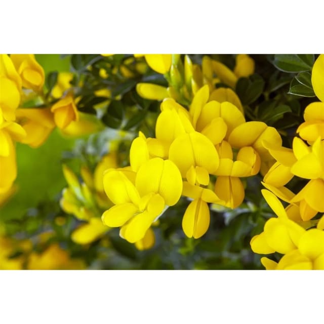 Genista Tinctoria Färberginster Royal Gold 30-40 cm