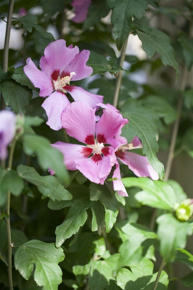Hibiscus Syriacus Garteneibisch Ca. 9x9 cm Topf